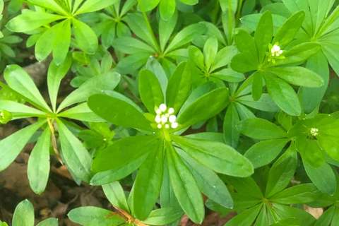 Waldmeister Nahaufnahme