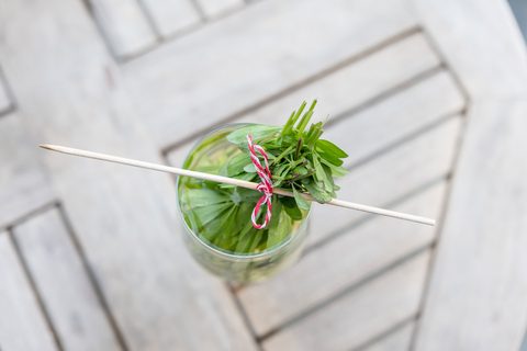 Waldmeister hängt kopfüber im Glas, Stängel außerhalb der Flüssigkeit